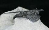 Cyphaspis Trilobite - Devil Horns #4570-1